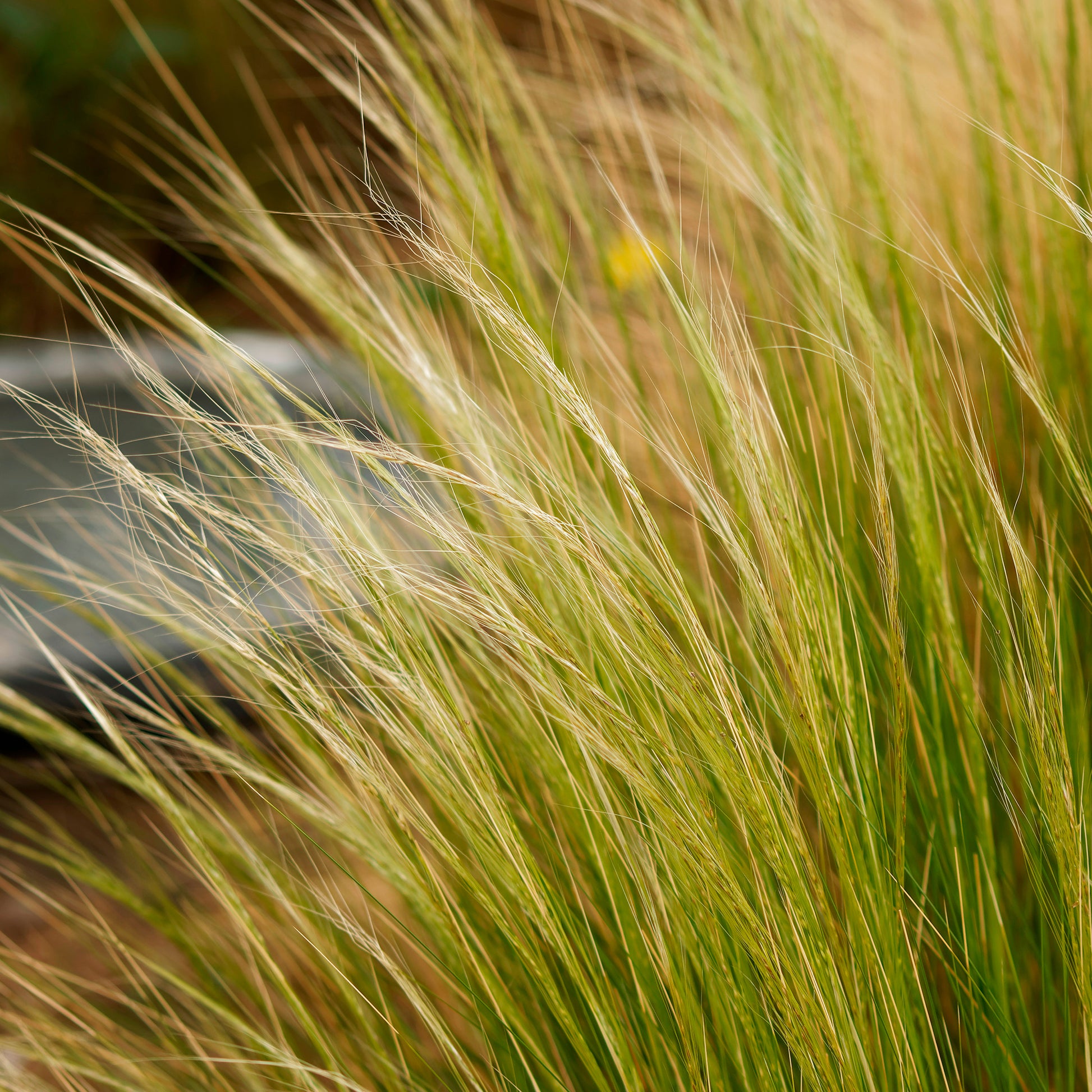 Federgras Palomino - Stipa trichotoma Palomino - Bakker