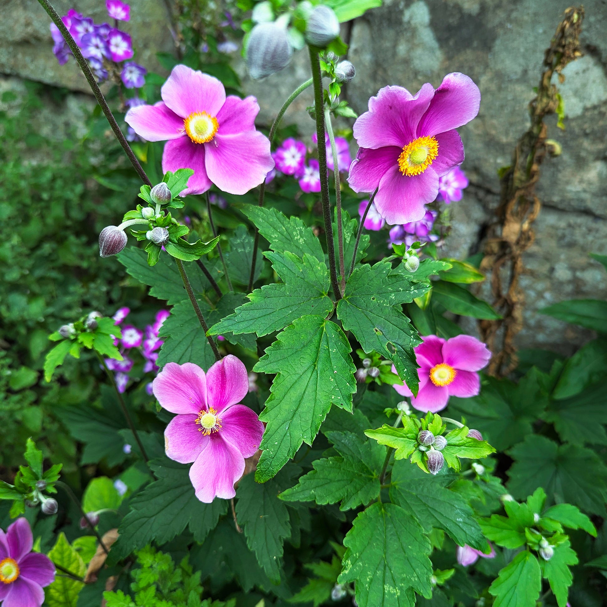 Herbst-Anemone Fantasy Ariel - Bakker