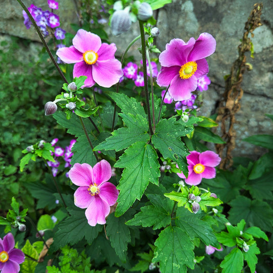 Herbst-Anemone Fantasy Ariel - Bakker