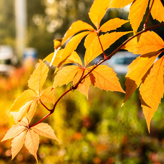 Mauerwein Yellow wall - Bakker