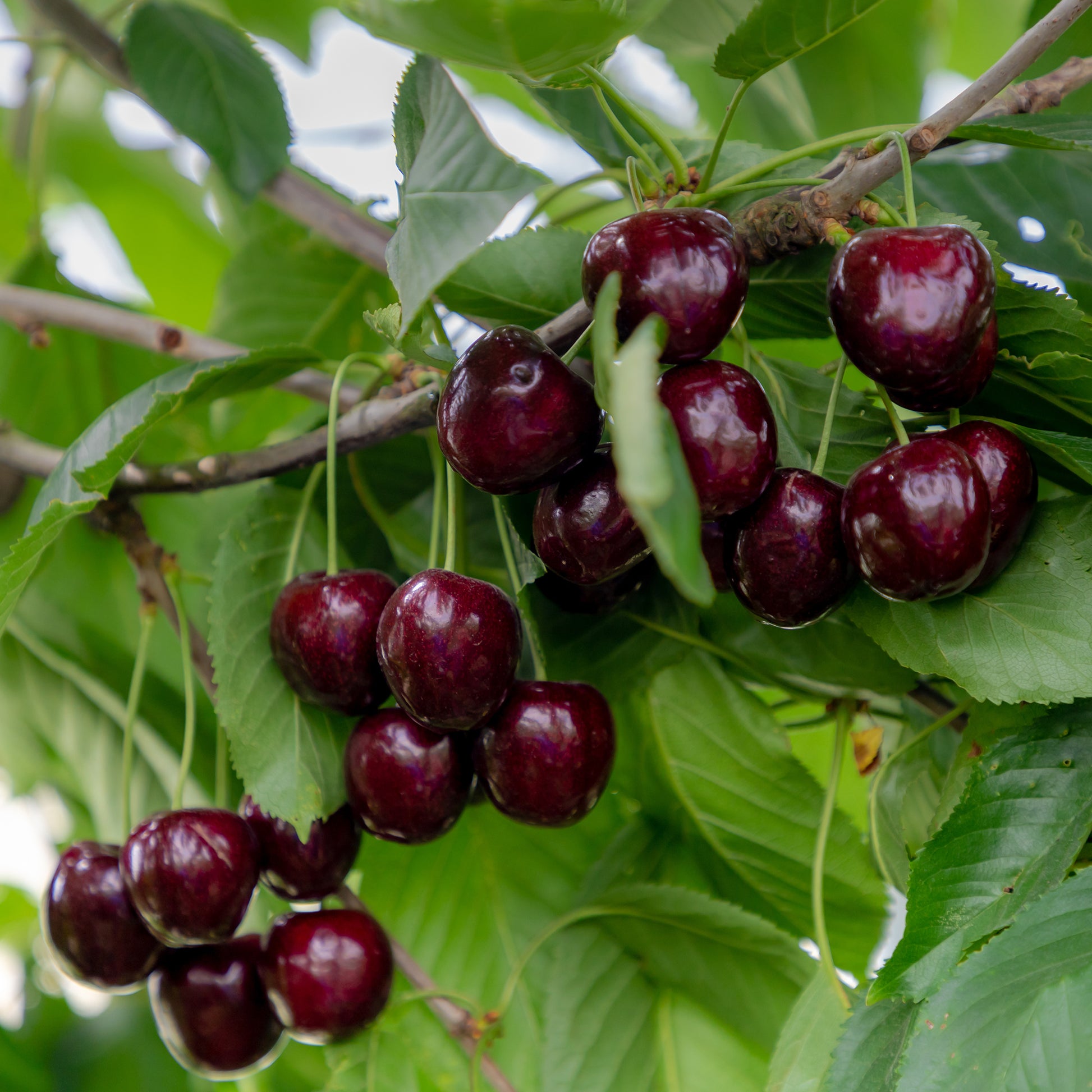 Süßkirsche Regina - Bakker