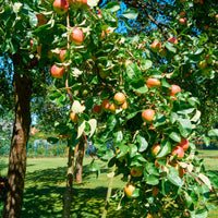 Apfelbäume - Apfel Braeburn - Malus domestica Braeburn