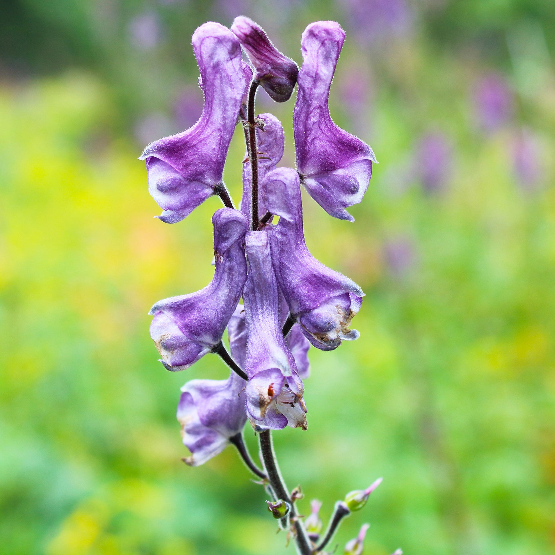 Eisenhut Purple Sparrow - Aconitum hybride purple sparrow - Bakker