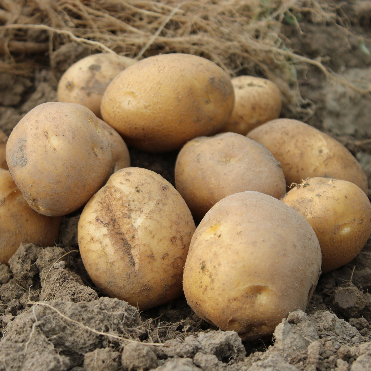 Kartoffel 'Wilja' (x25)