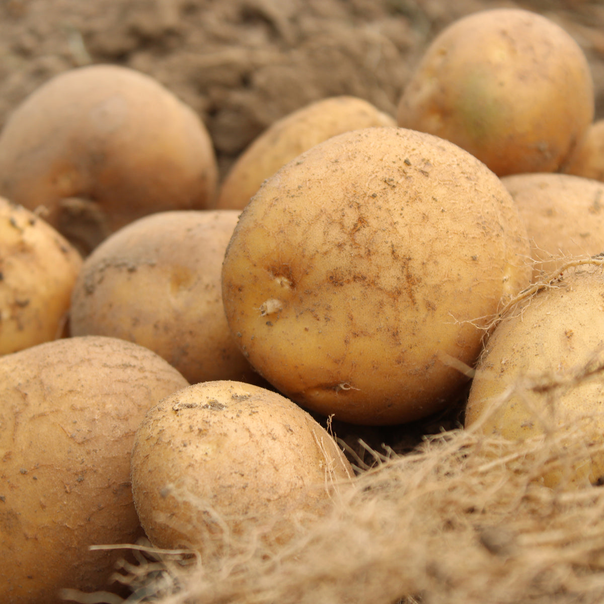 Kartoffel 'Wilja' (x25)