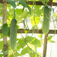 Gurke 'Johanna' - Cucumis sativus 'johanna' - Bakker