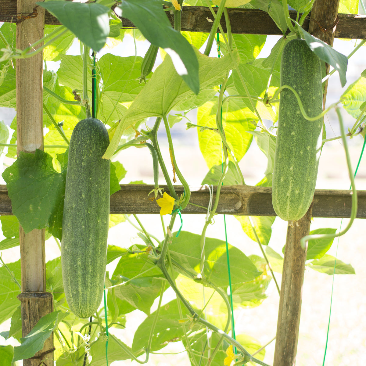 Gurke 'Johanna' - Cucumis sativus 'johanna' - Bakker