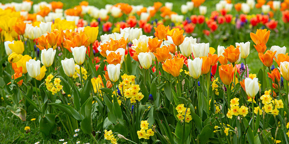 Verpassen Sie die Blumenzwiebelsaison nicht!