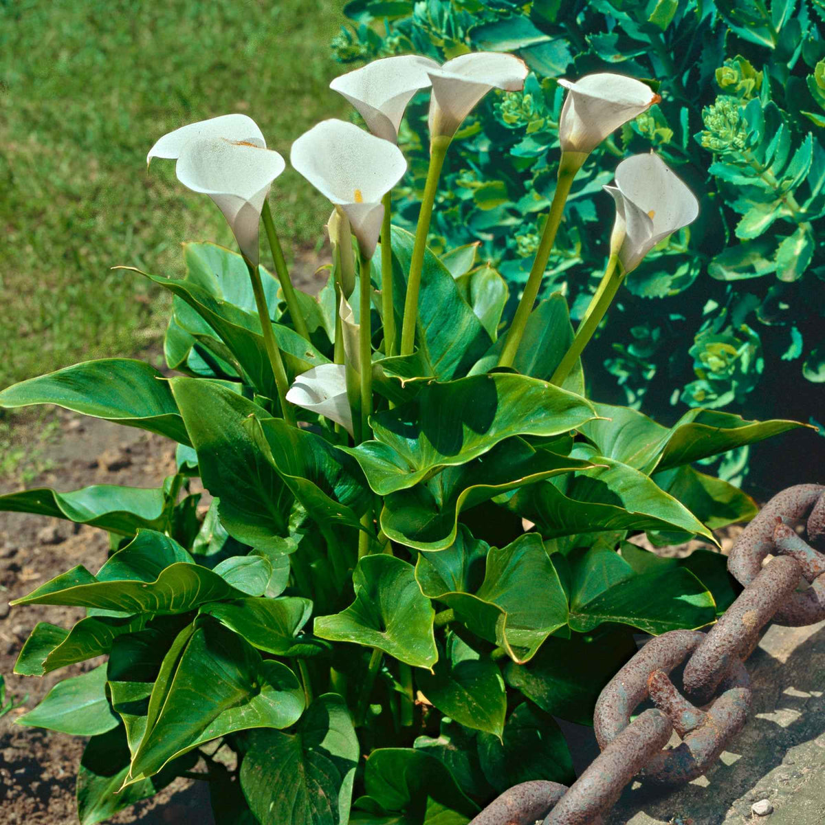 Calla weiß - Zantedeschia aethiopica - Bakker