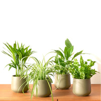 Luftreinigende Pflanzen Mischung (x4) - Areca dypsis, chlorophytum 'atlantic', asplenium, spathiphylum