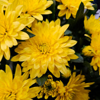 Chrysantheme Gelb/Orange - Bakker