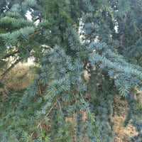 Blaue Atlaszeder - Cedrus atlantica glauca - Bakker