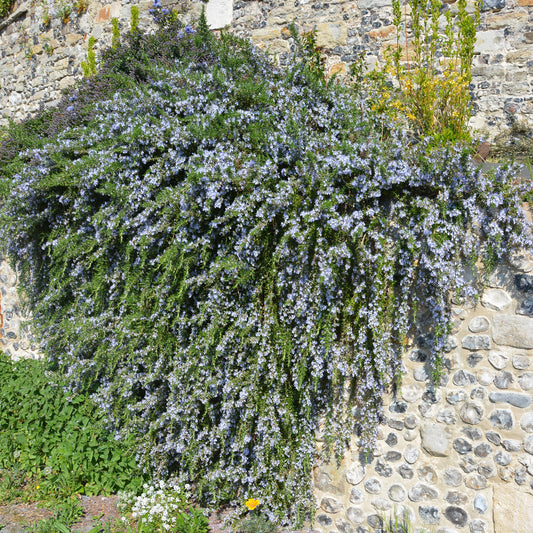 Rosmarin Pointe du Raz - Bakker