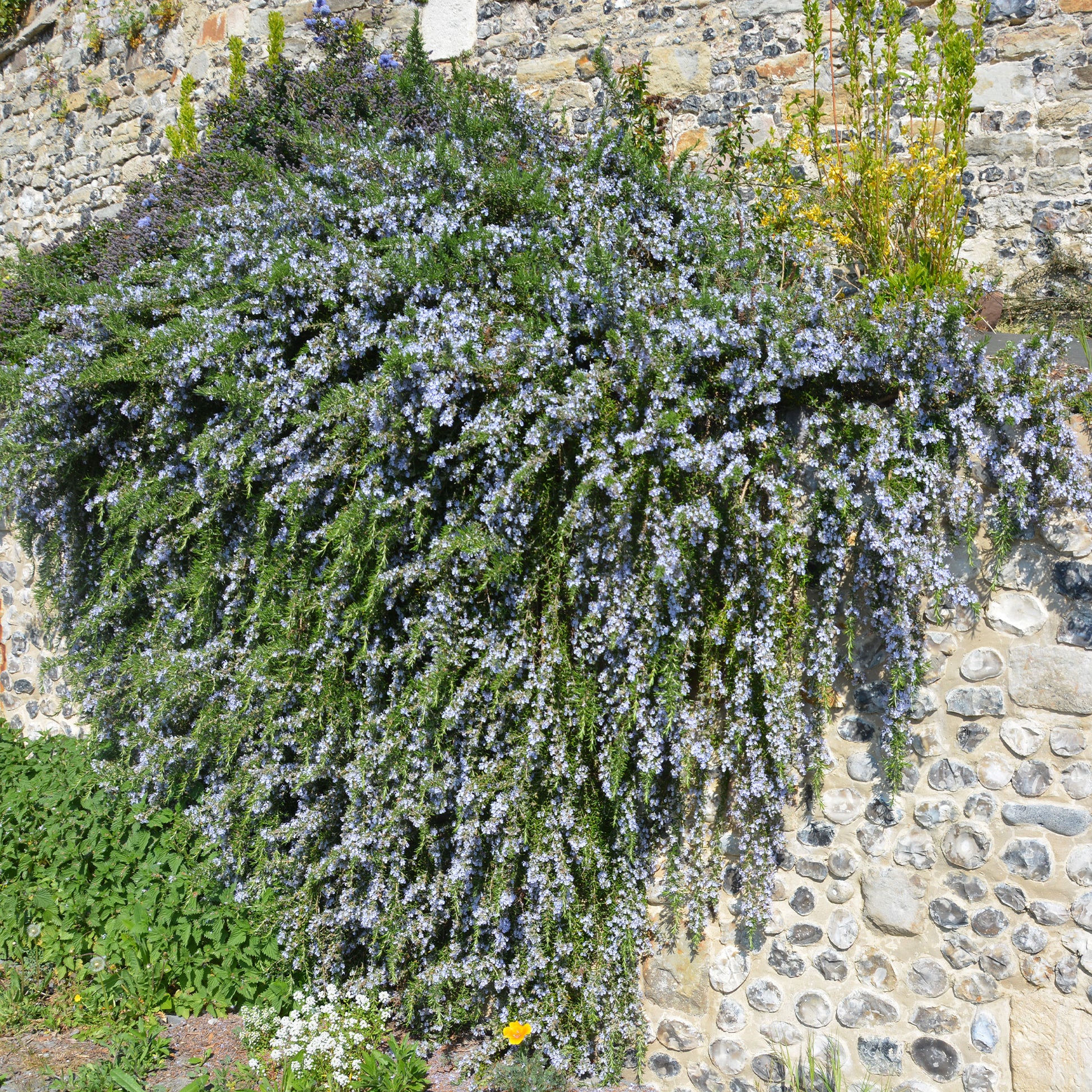 Rosmarin Pointe du Raz - Bakker