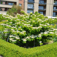 Japanischer Schneeball - Viburnum plicatum 'watanabe' - Bakker
