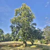 Japanische Sophora - Sophora japonica - Bakker