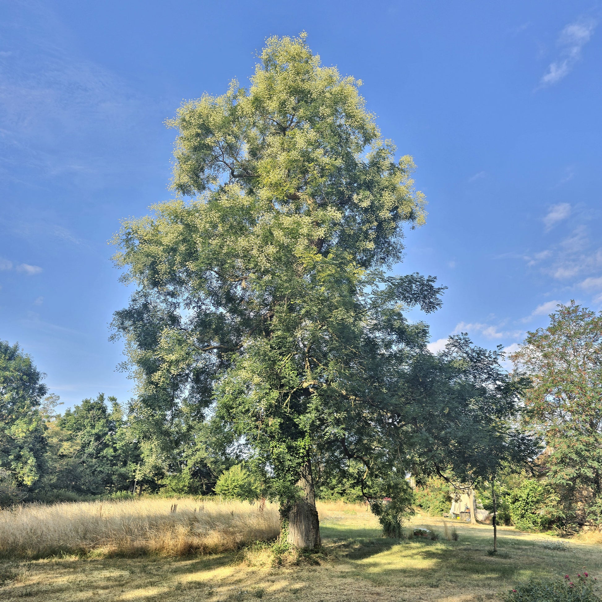 Japanische Sophora - Sophora japonica - Bakker