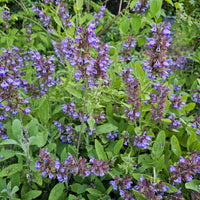Salbei - Salvia officinalis - Salvia officinalis
