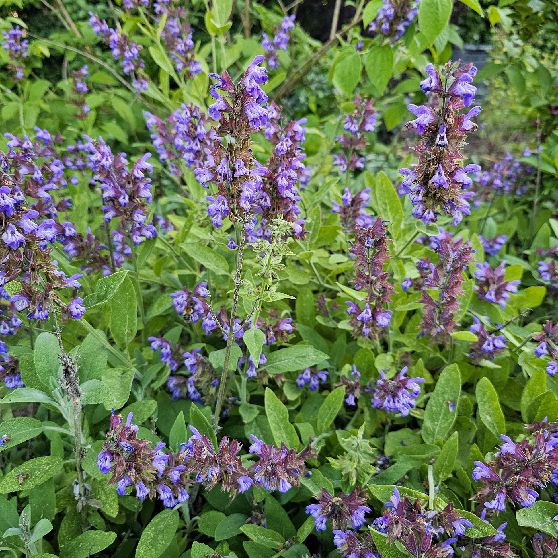 Salbei - Salvia officinalis - Salvia officinalis