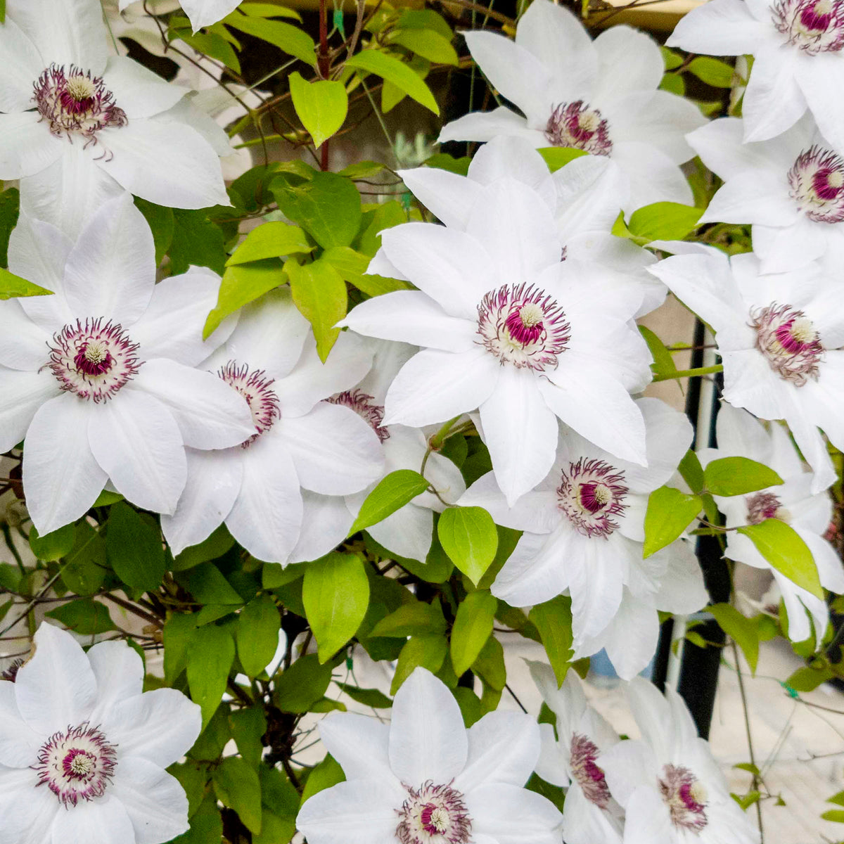 Verkauf Clematis-Kollektion 'Ville de Lyon', 'Miss Bateman', 'President' (x3) - Clematis Ville de Lyon, Miss Bateman, Président