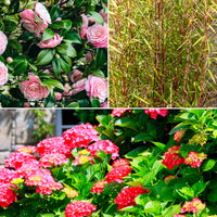 Schatten-Sträucher-Kollektion Hortensie, Kamelie, Bambus (x3) - Bakker