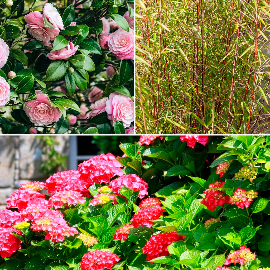 Schatten-Sträucher-Kollektion Hortensie, Kamelie, Bambus (x3) - Hydrangea  macrophylla, camelia japonica, fargesia