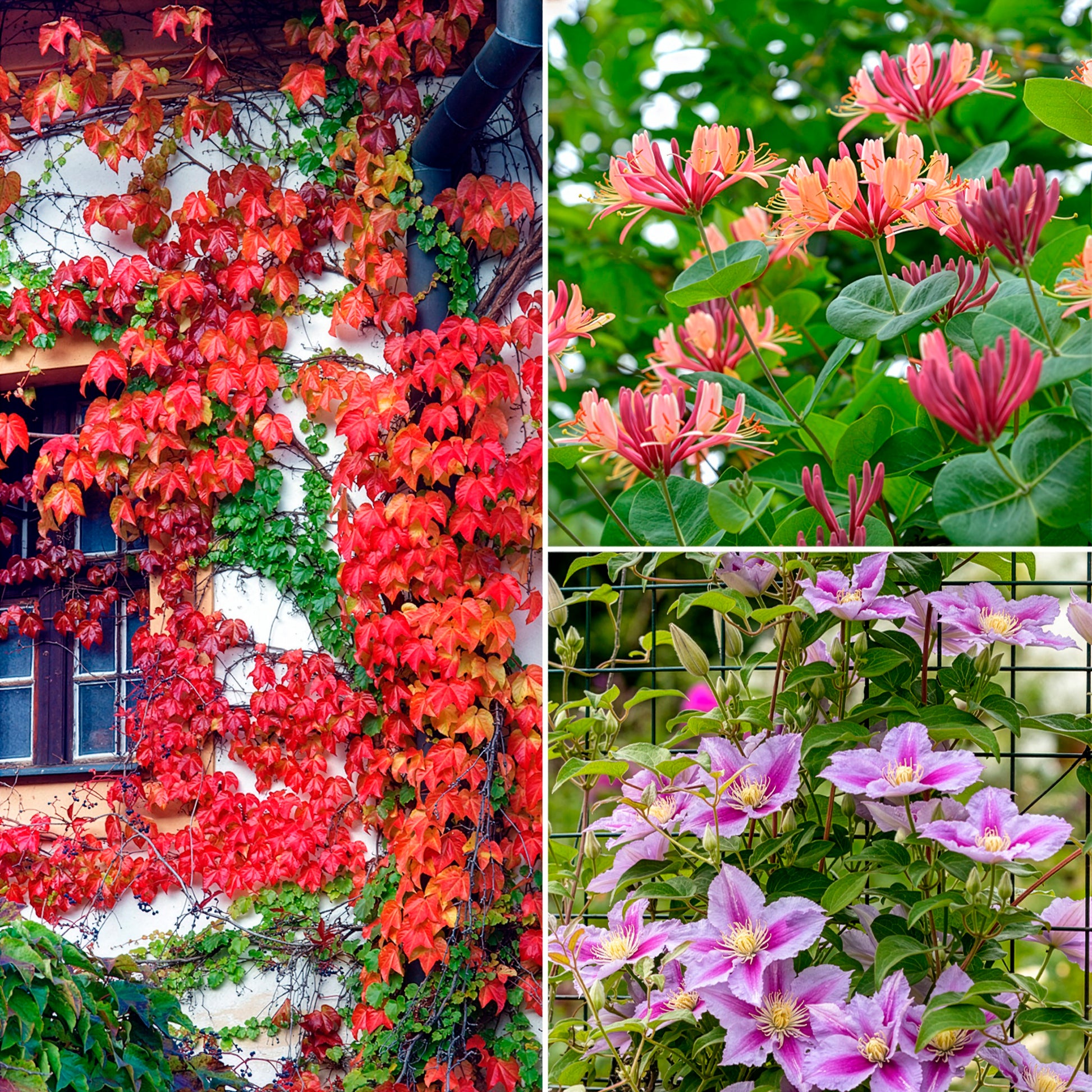 Kletterpflanzen Kollektion (x3) - Lonicera heckrottii American Beauty,  Clematis patens Piilu, Parthenocissus tricuspidata Veitchii