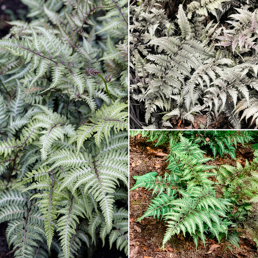 Schattenfarn mit buntem Laub - Bakker