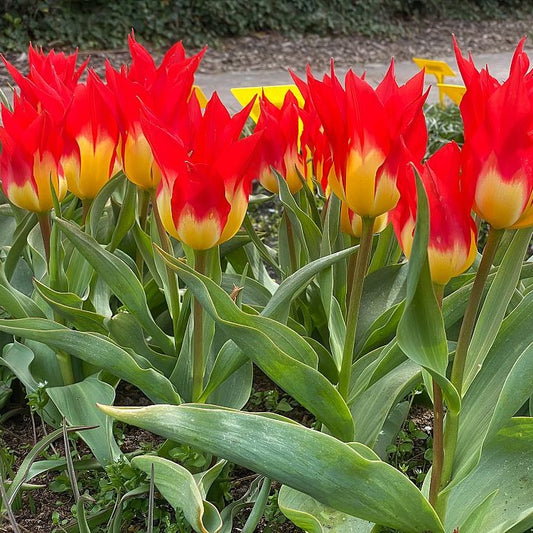 5 Tulpen 'Flames Mystery'