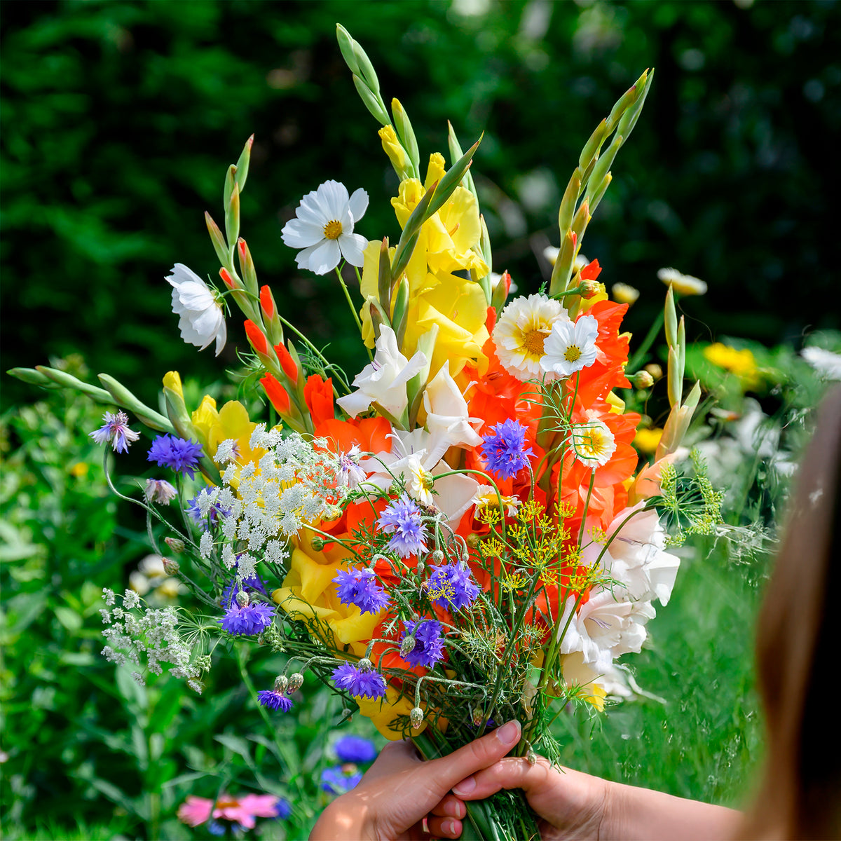 Mischung aus Gladiolen und Samen - Gladiolus - Bakker