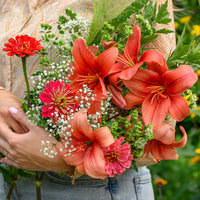 Lilium asiaticum red - Asiatische Lilien und Blumenmischung - Lilien-Zwiebeln