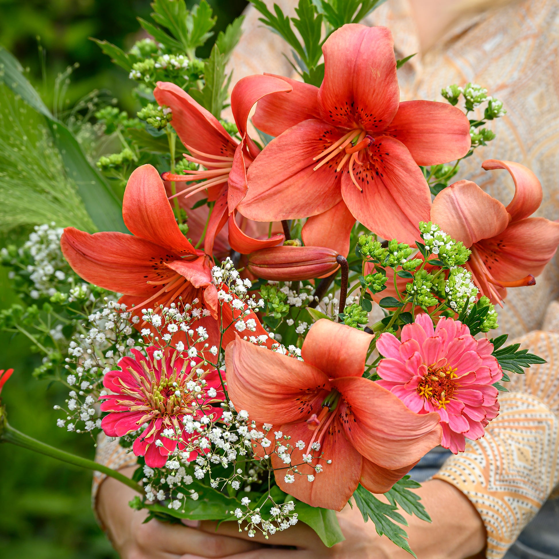 Lilien-Zwiebeln - Asiatische Lilien und Blumenmischung - Lilium asiaticum red