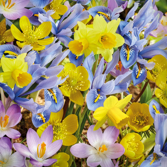 50 bienenfreundliche Blumenzwiebeln gelb und violett - Bakker