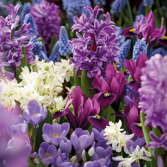 50 bienenfreundliche Blumenzwiebeln violett und weiß - Bakker