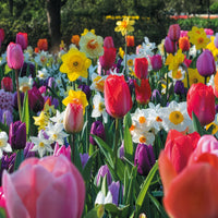 Frühlingsblumenzwiebeln für Regenbogenbeet - Bakker