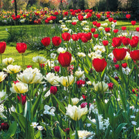 Frühlingsblumenzwiebeln für rot-weißes Beet - Bakker