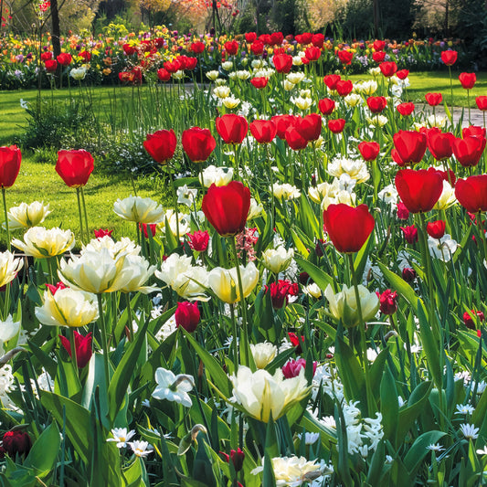Frühlingsblumenzwiebeln für rot-weißes Beet - Bakker