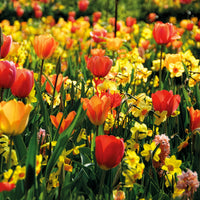 Frühlingsblumenzwiebeln für gelb-oranges Beet - Bakker