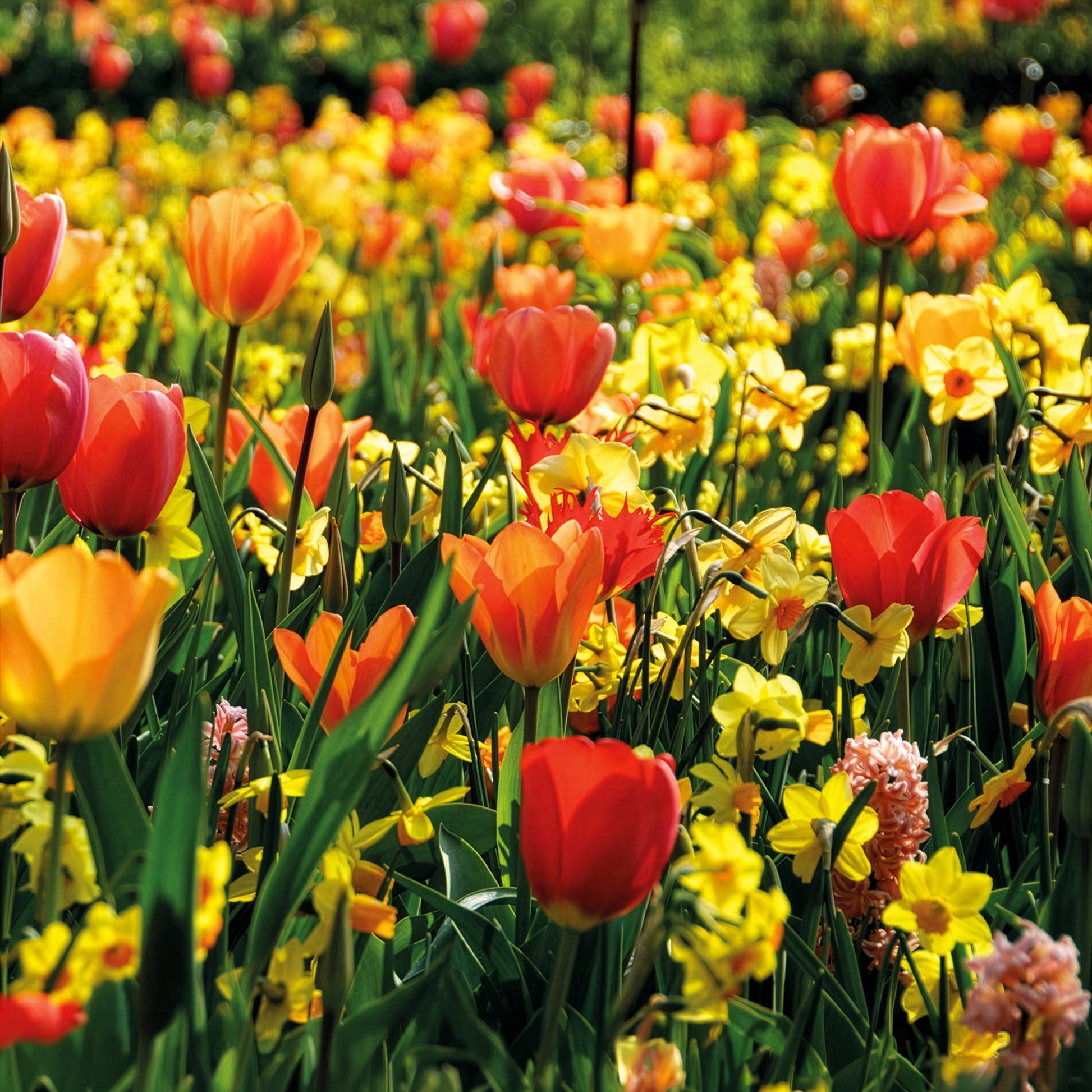 Frühlingsblumenzwiebeln für gelb-oranges Beet - Bakker