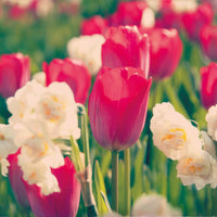 Tulpe Van Eijk & Narzisse Bridal Crown - Bakker