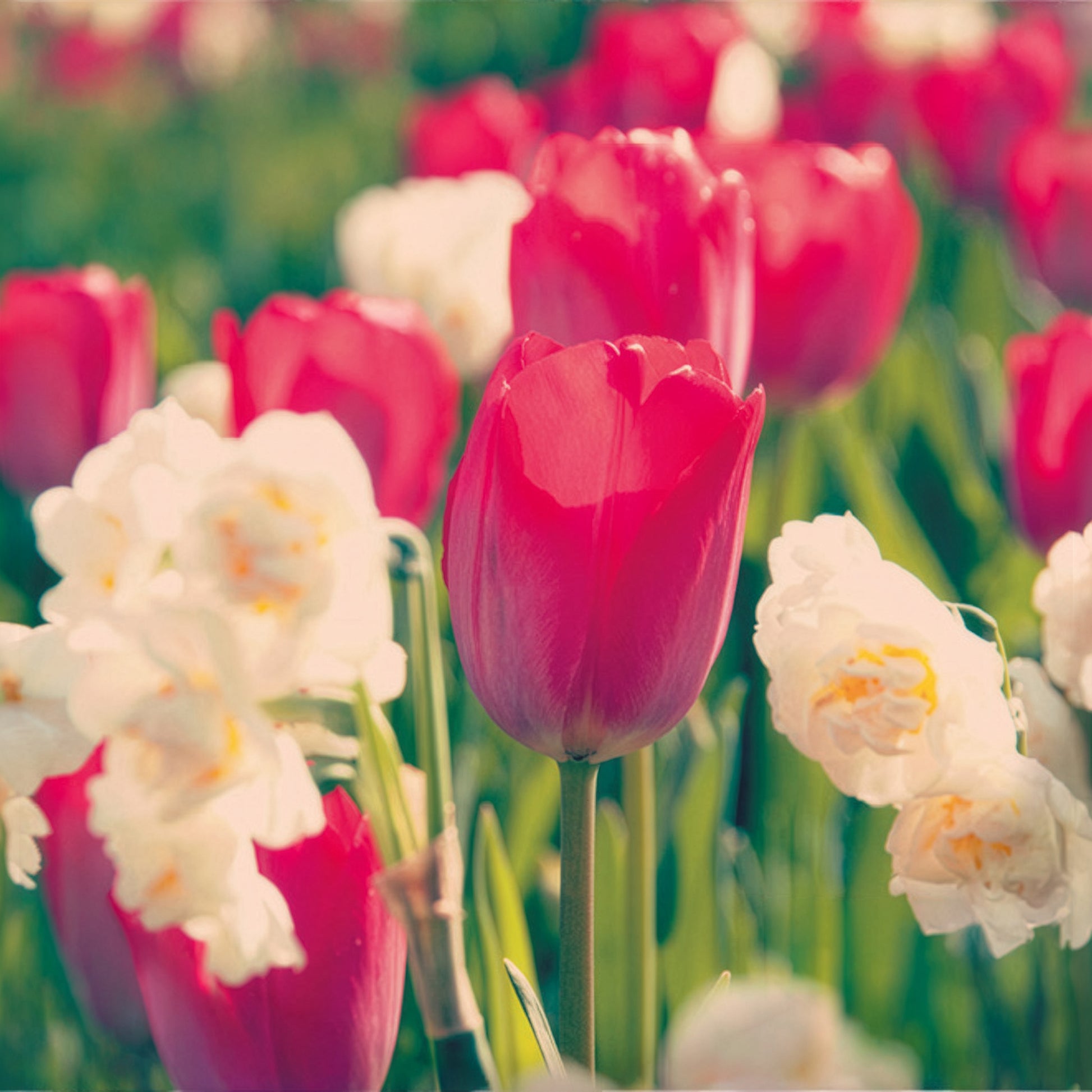 Tulpe Van Eijk & Narzisse Bridal Crown - Bakker