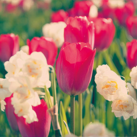 Tulpe Van Eijk & Narzisse Bridal Crown - Bakker