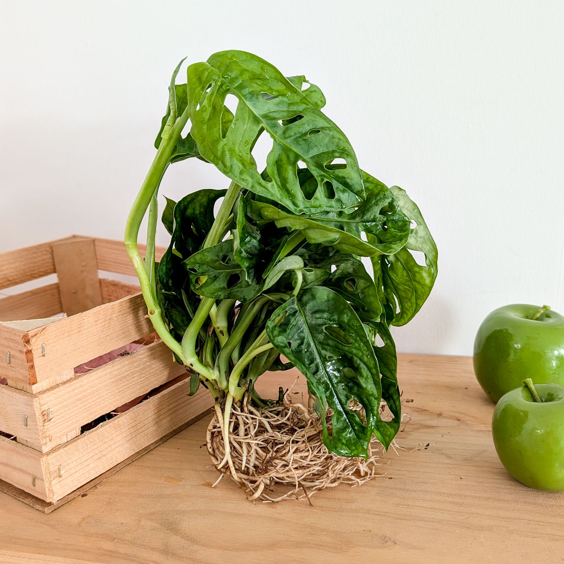 Monstera deliciosa 25–35 cm - Bakker