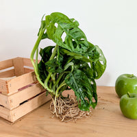 Monstera deliciosa 25–35 cm - Bakker