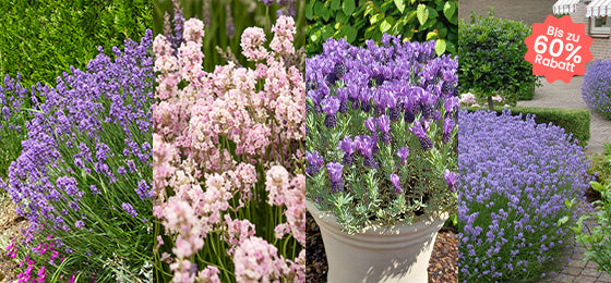 Wochenendangebot: bis zu 60% auf unsere 4 Lavendel!