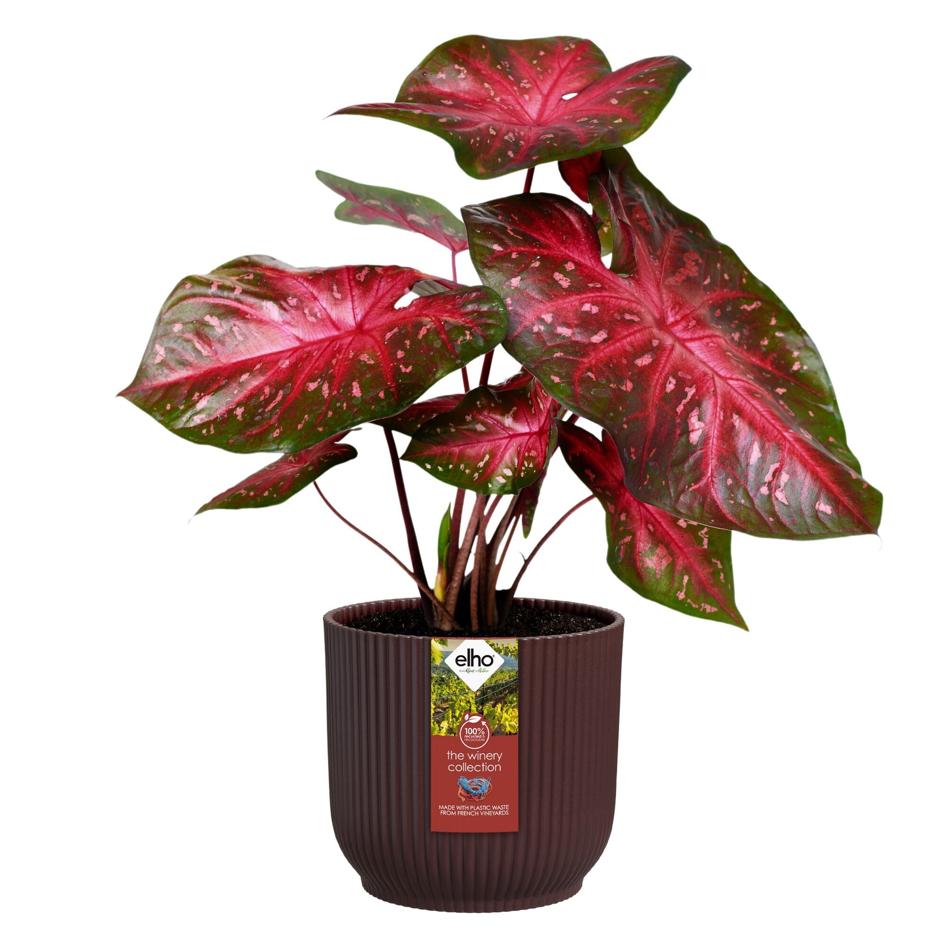 Elho Blumentopf The Winery collection Bordeauxrot -  - Bakker