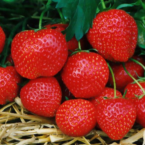 Erdbeer-Pflanze 'Elsanta'
