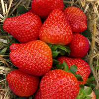 Erdbeer-Pflanze 'Sonata'