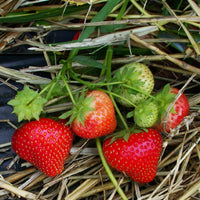 Erdbeer-Pflanze 'Sonata'