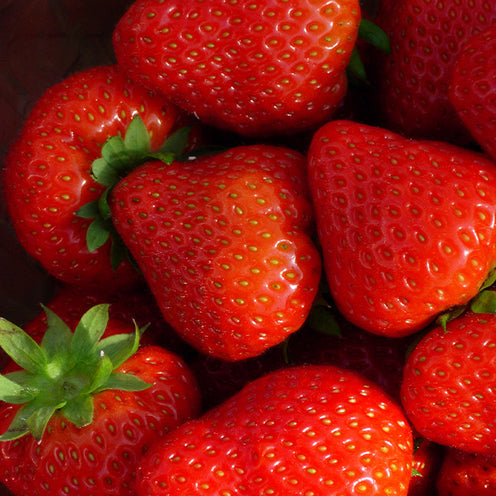 Erdbeer-Pflanze 'Sonata' - Bakker